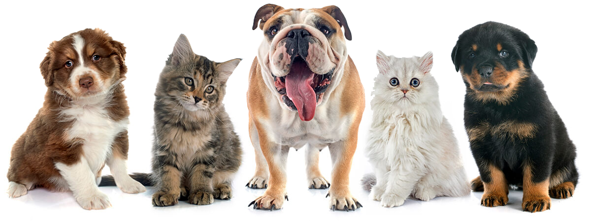 Group Of Dogs Cats Isolated