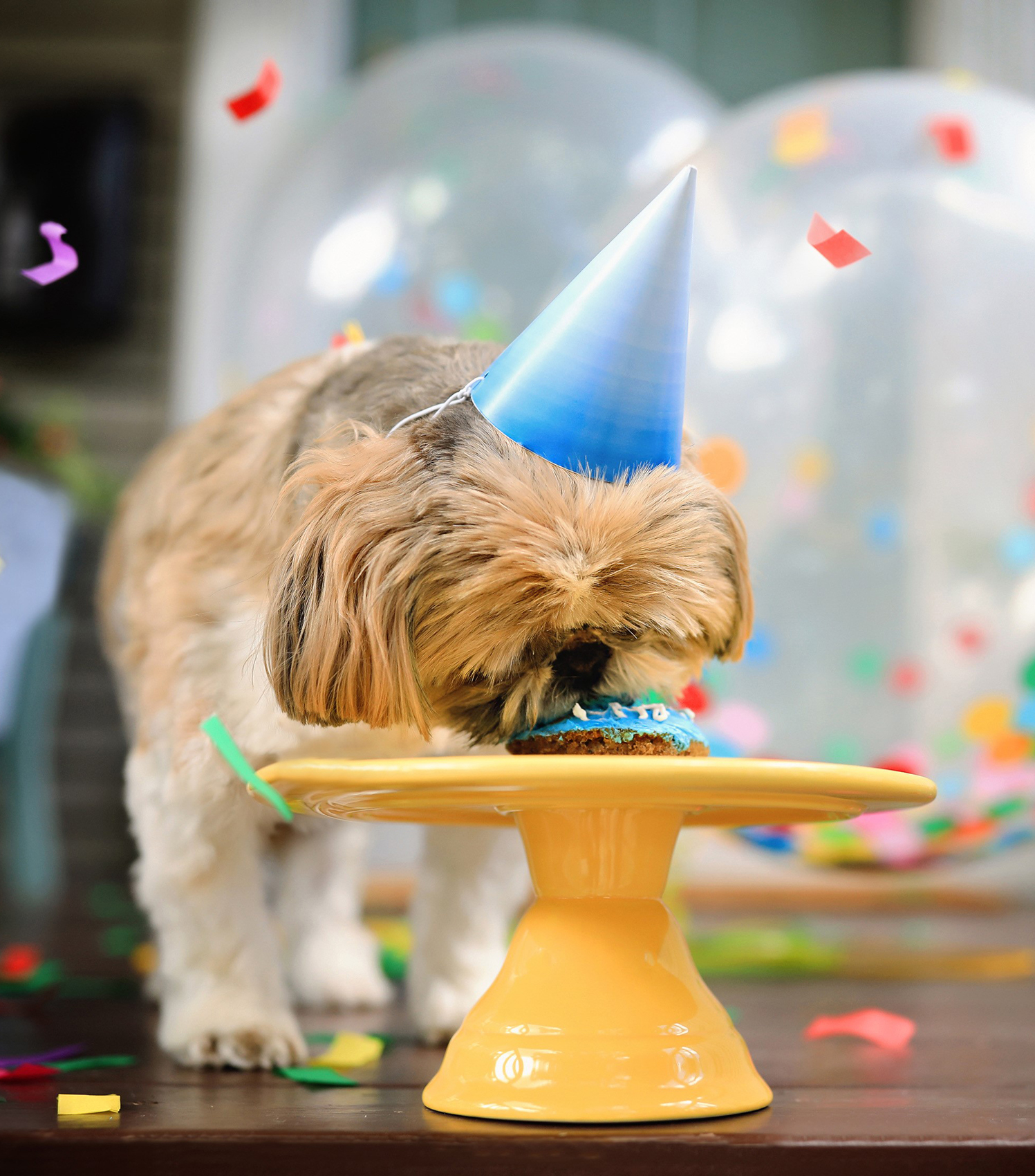 Happy Dog With Birthday Treat Happy Dog With Birthday Treat