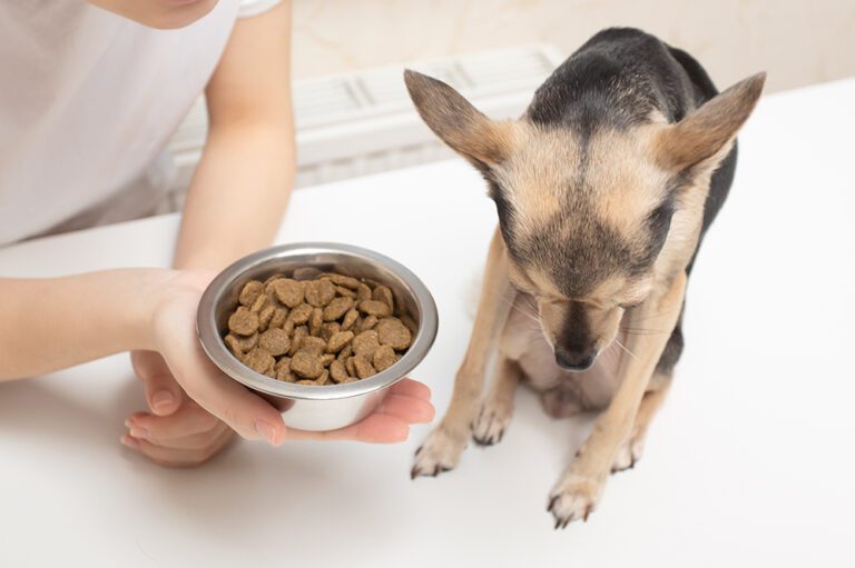 Solving Why Your Dog Won’t Eat | Lane Veterinary