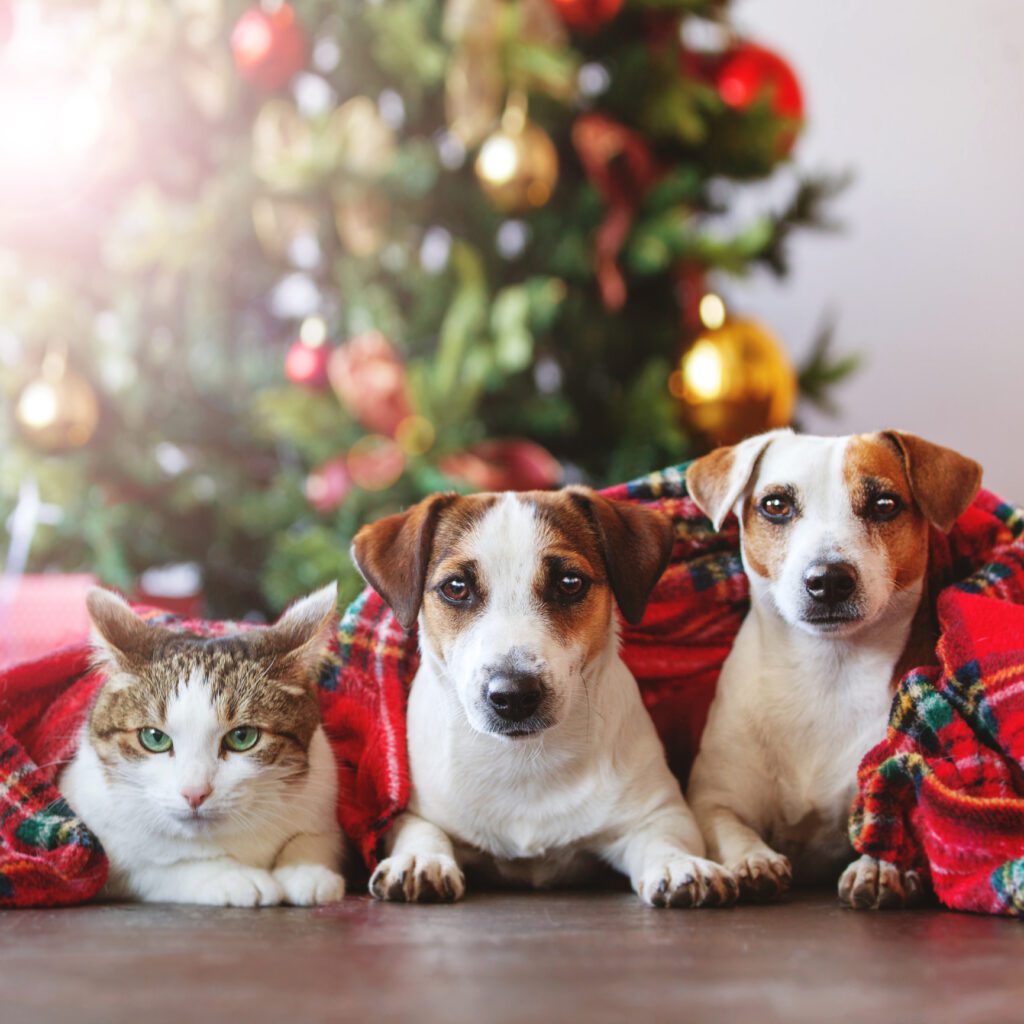 cat-and-dogs-under-christmas-tree