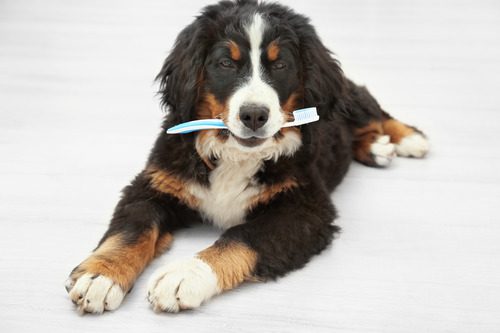dog-holding-toothbrush-in-its-mouth