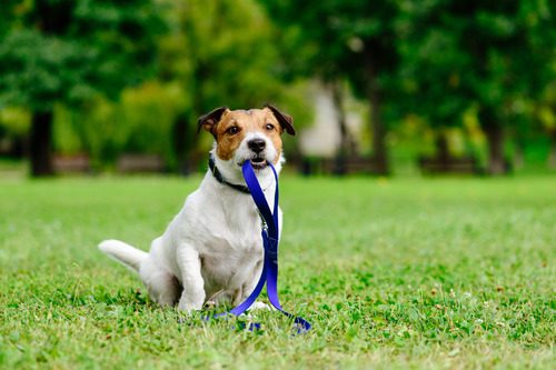 jack-russell-dog-sitting-in-field-holding-leash-in-his-mouth