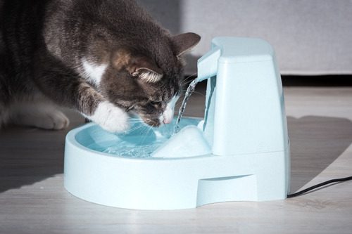 gray-and-white-cat-drinking-out-of-water-fountain