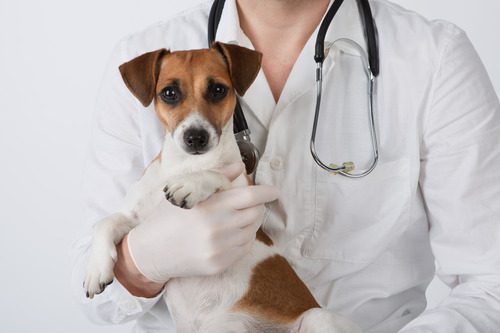 vet-holding-jack-russell-terrier-dog