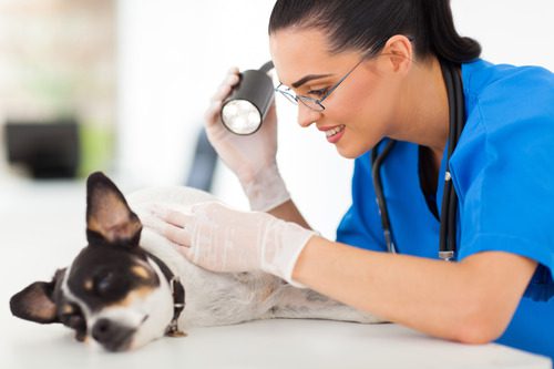 female-vet-examining-dog's-skin