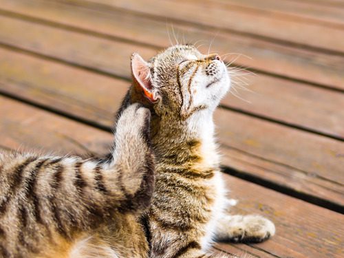 tabby-cat-scratching-itself-due-to-allergies-while-laying-on-an-outdoor-deck