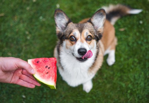 owner-holding-slice-of-watermelon-for-corgi-dog-outside