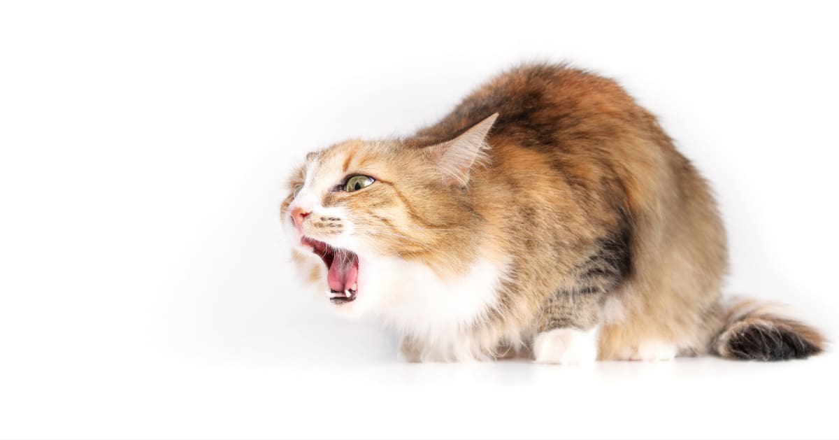 fluffy cat hunched down with neck and head extended coughing with mouth open