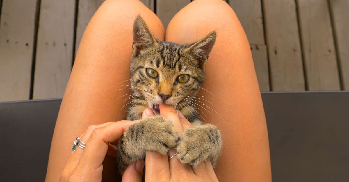brown mackeral tabby cat laying on back on owner's lap playfully chewing on fingers