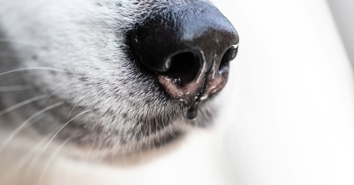 close up of dog's nose dripping
