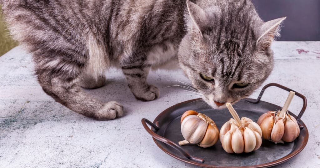 cat sniffing cloves of garlic