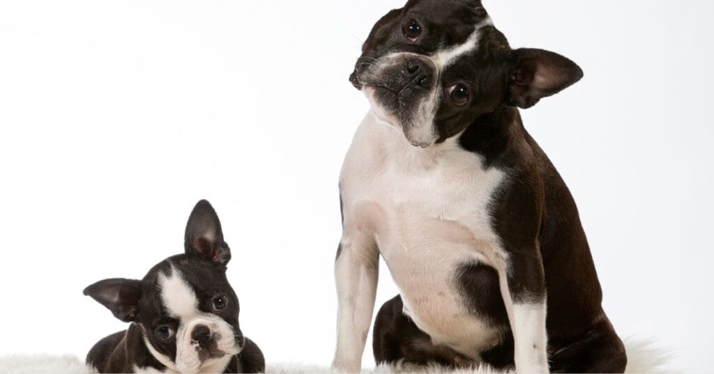 a French bulldog puppy and adult dog sitting side by side with their heads tilted at the camera