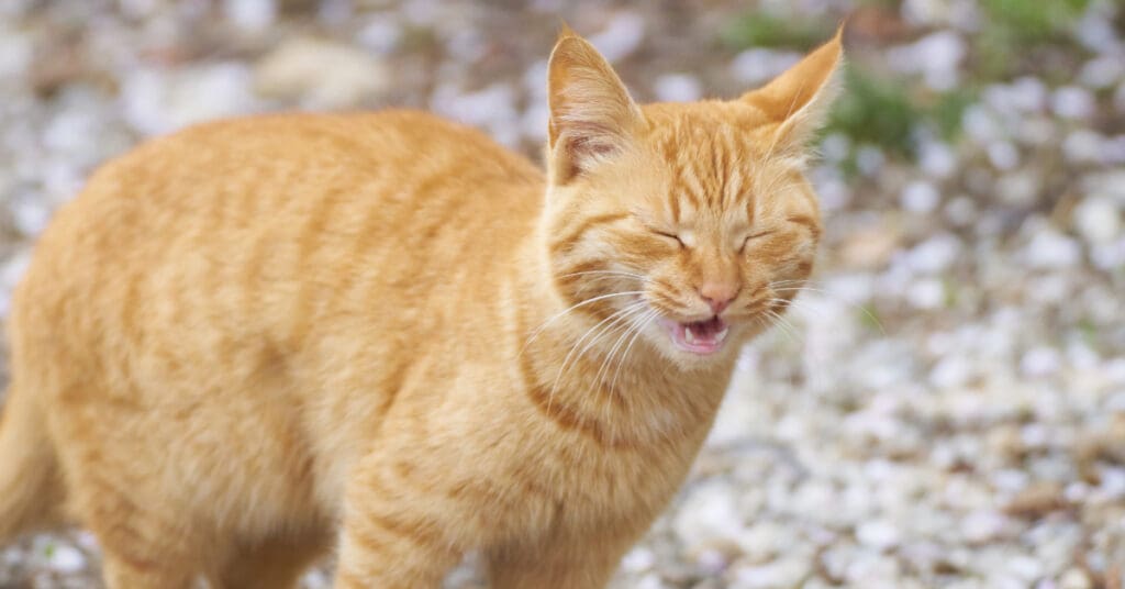 orange cat outside mid sneeze