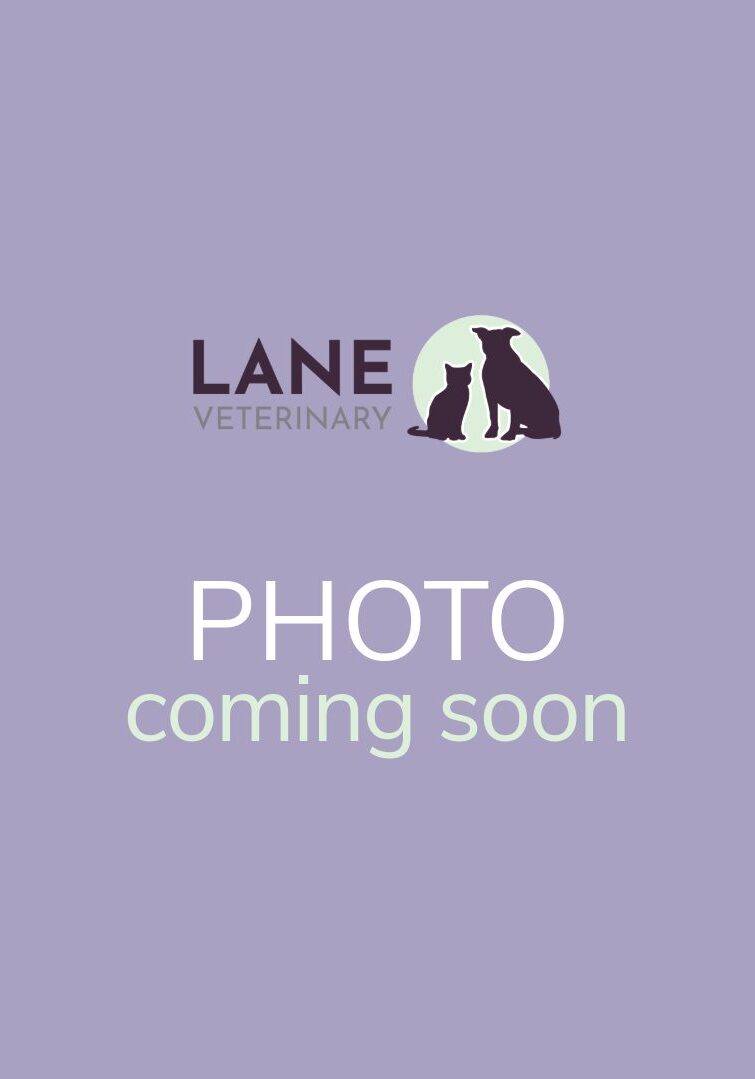 Lane Staff Bio Pic Coming Soon Placeholder