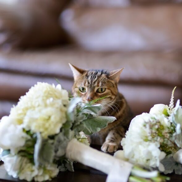 Cat Sniffing Flowers