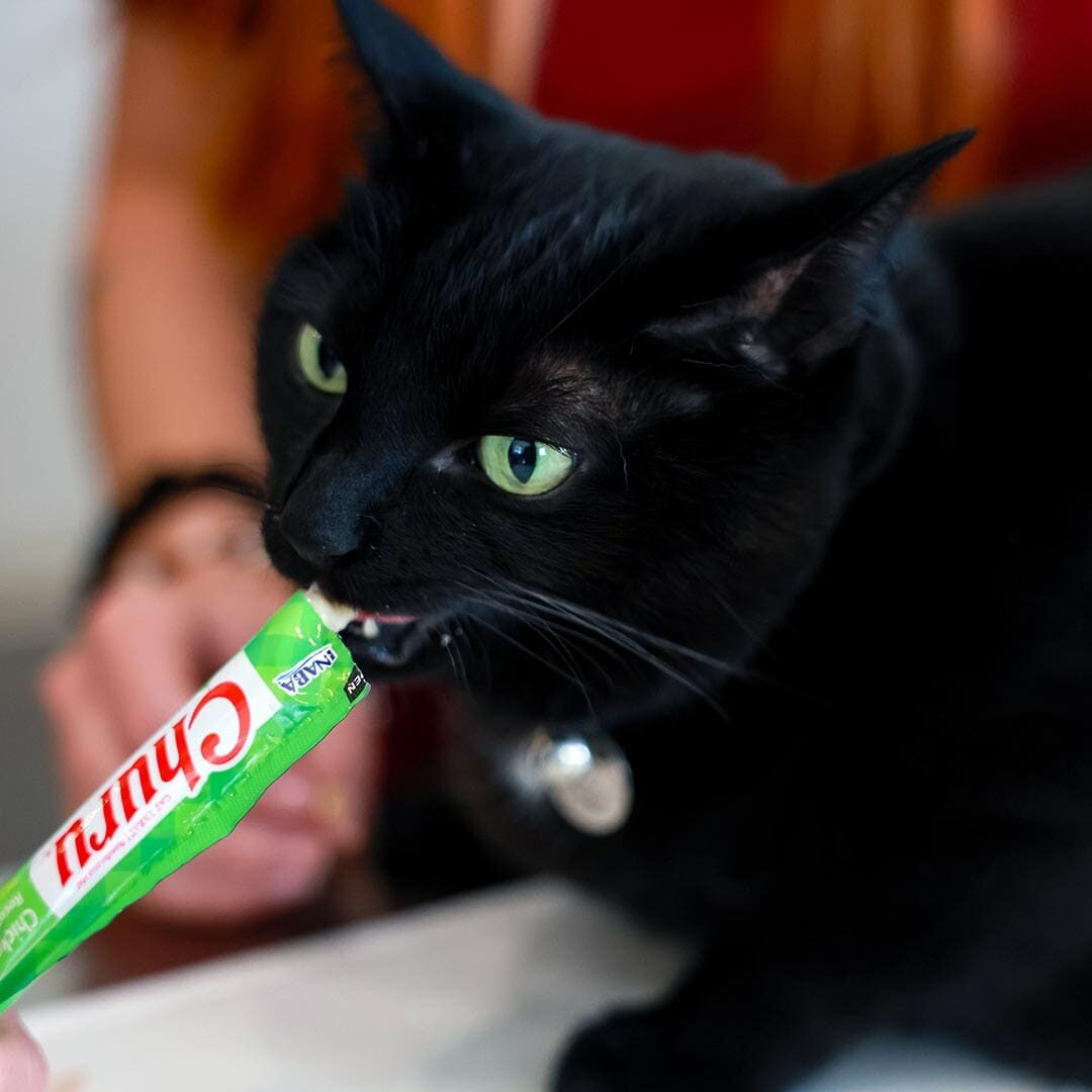 black cat getting a treat