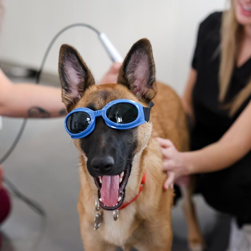 Dog Getting Laser Therapy Treatment