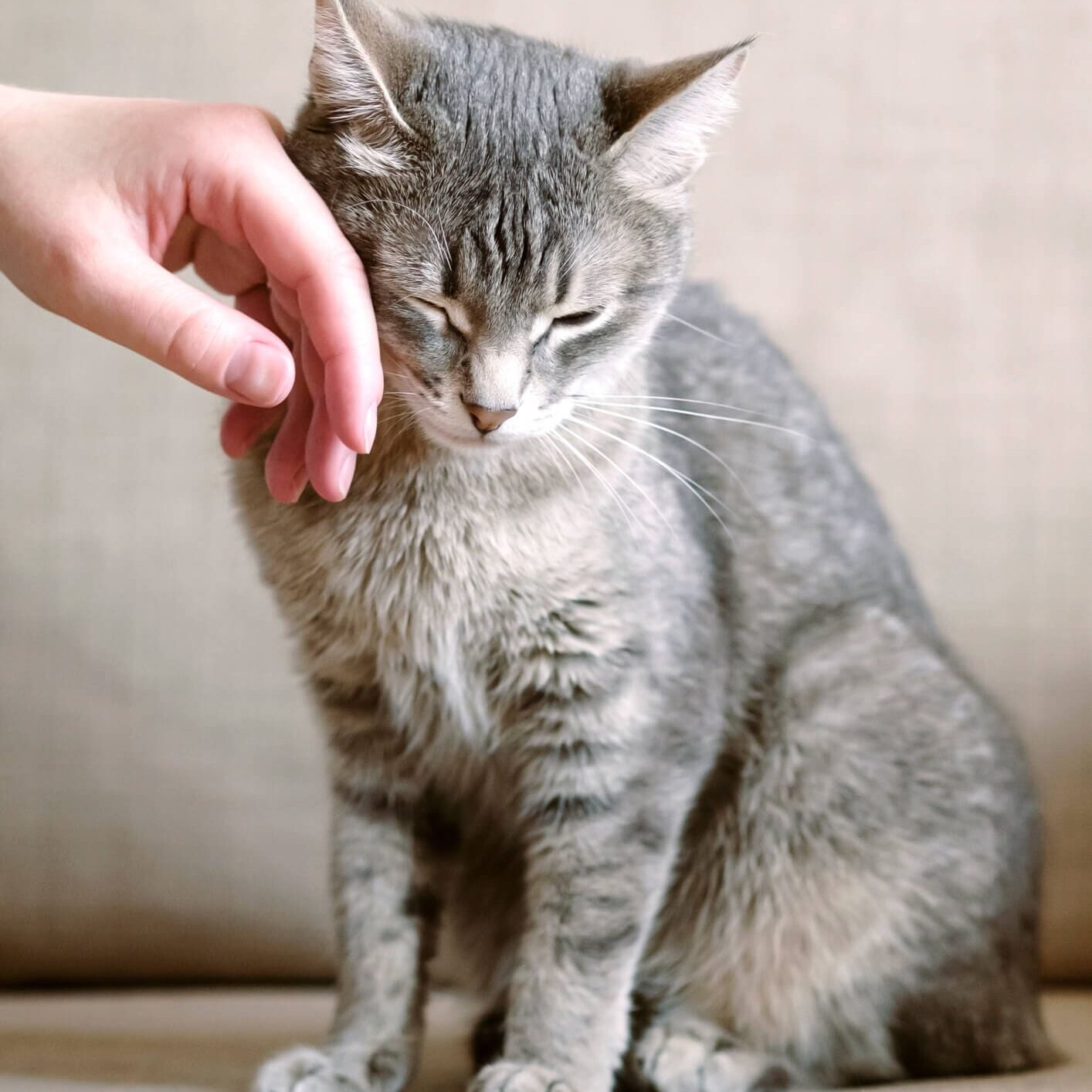 Happy Gray Cat Being Pet