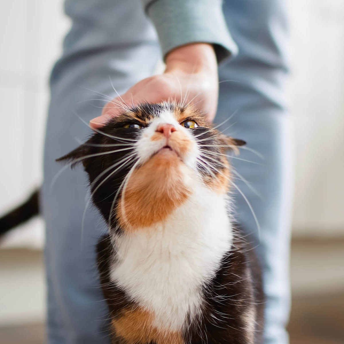 Cat Guardianship | Lane Veterinary